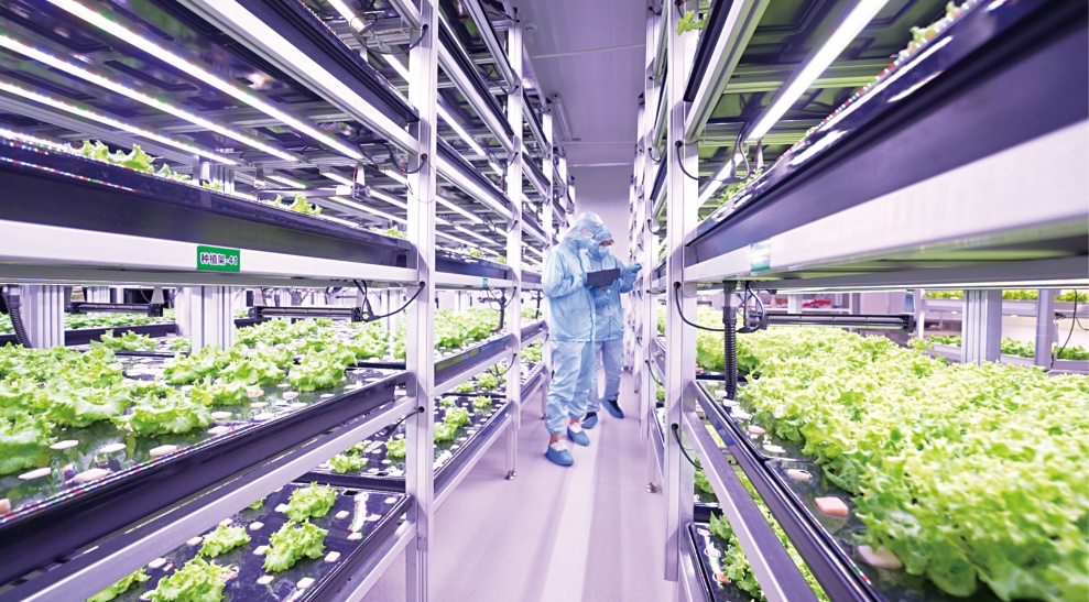 AI模型技术加持植物工厂场景落地 这家“小巨人”企业积雪草苷提取获重大突破